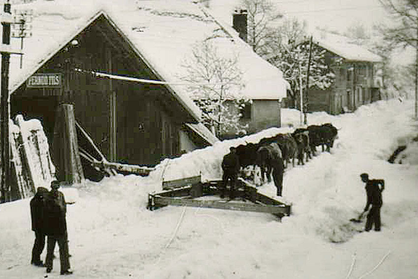 Boeufs d&eacute;neigement