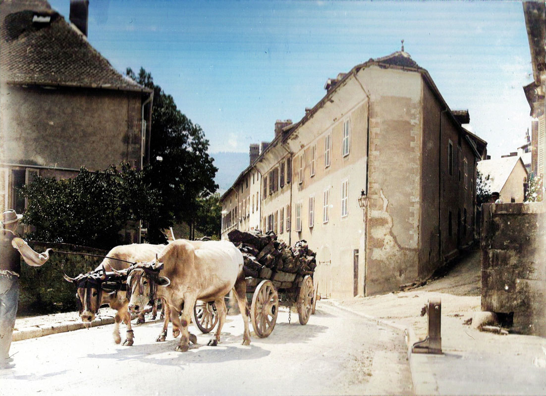 Boeufs rue Aimé Bonneville