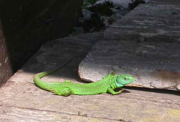 LEZARD VERT