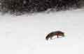 Renard dans la neige