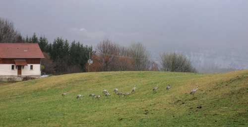 Grues cendr&eacute;es 1