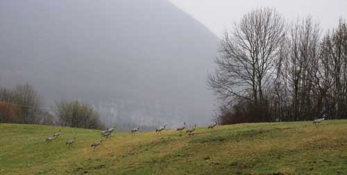 Grues cendr&eacute;es 2