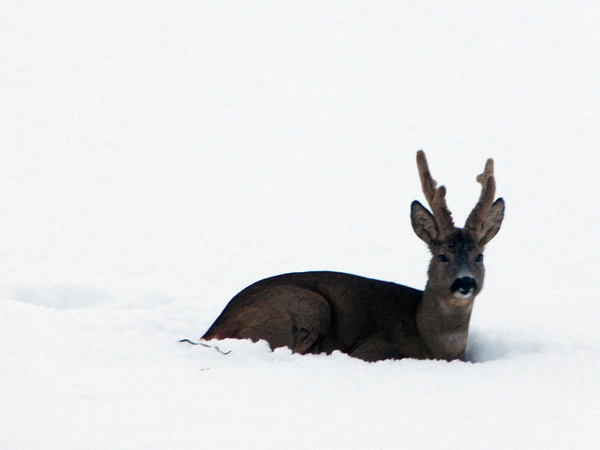 Chevreuil &agrave; la Chandelette