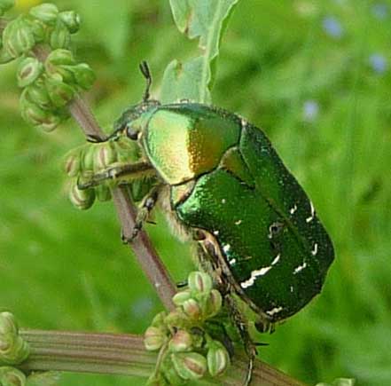 C&eacute;toine dor&eacute;e