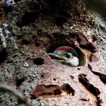 Pic épeiche oisillon