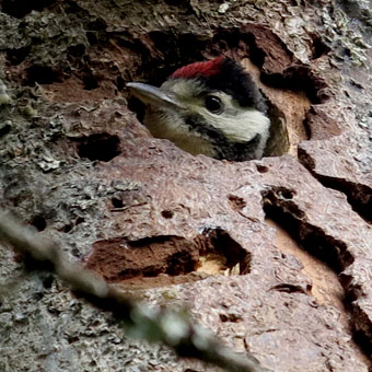 Pic &eacute;peiche oisillon