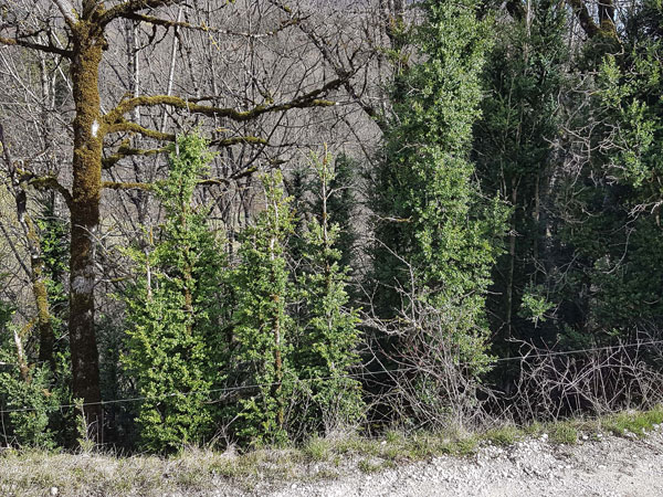 Buis à Montanges en 2023