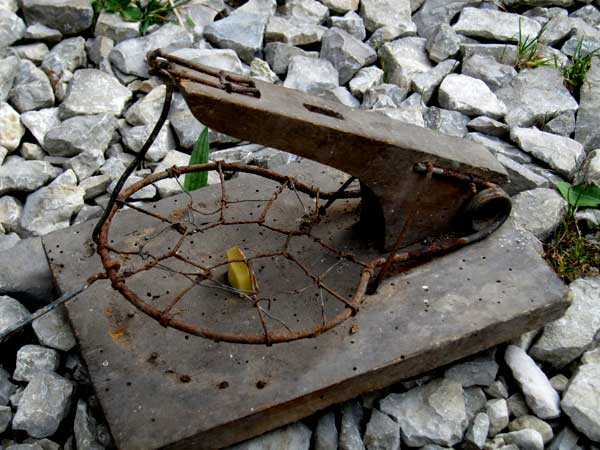 Piège, assommoir en grillage