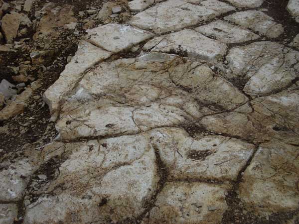 dinosaures &agrave; Belleydoux