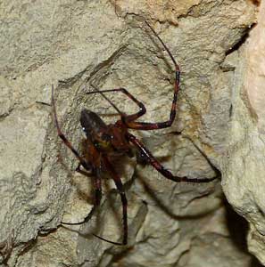 Giron, galerie de la Ch&egrave;vre